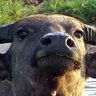 เลอคู
