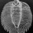 Arctinurus